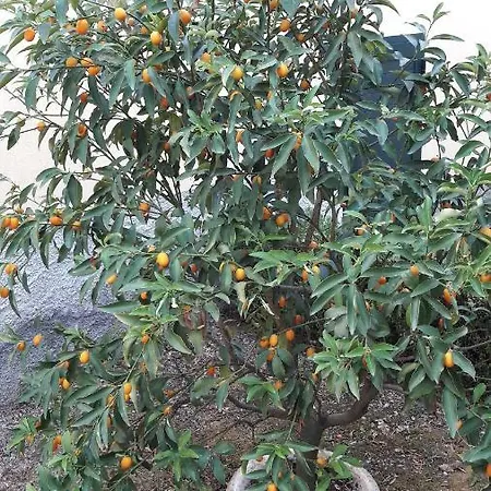 Il Casale Dei Limoni Porto Venere