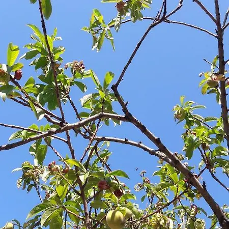Il Casale Dei Limoni